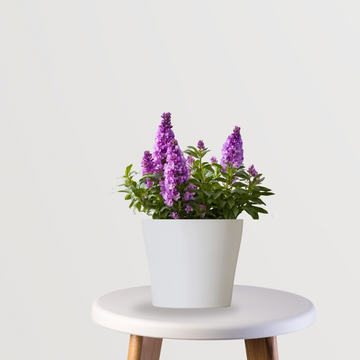 Stock Flowers Plant